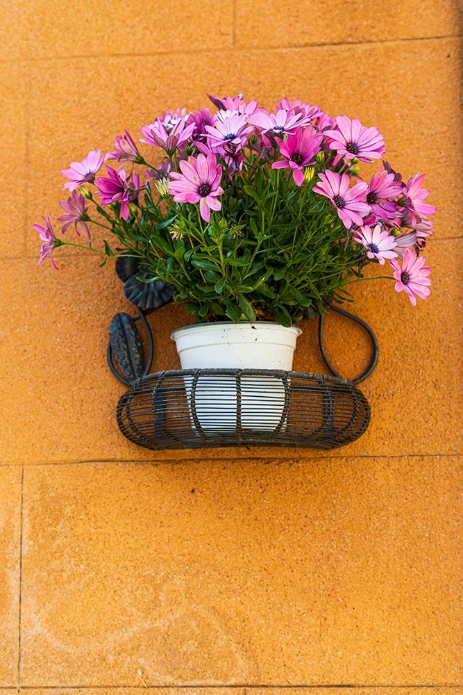 Trapani Province-Erice A pot of African Daisy flowers on wall in the ancient hill town of Erice